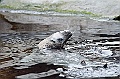 Alaska Wildlife-54